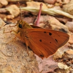 Trapezites eliena (Orange Ochre) at Tidbinbilla Nature Reserve - 7 Jan 2021 by JohnBundock