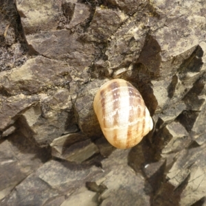 Cornu aspersum at Pialligo, ACT - 2 Mar 2017 10:14 AM