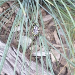 Eupoecila australasiae (Fiddler Beetle) at Albury - 8 Jan 2021 by ClaireSee