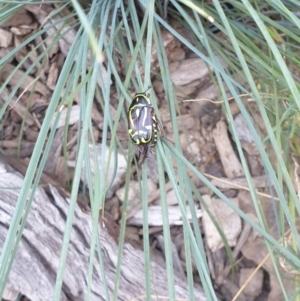 Eupoecila australasiae at Albury, NSW - suppressed