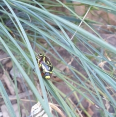 Eupoecila australasiae at Albury, NSW - 8 Jan 2021