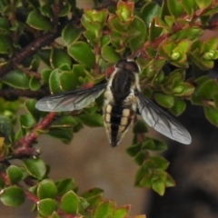 Trichophthalma nicholsoni (Nicholson's tangle-veined fly) at Paddys River, ACT - 8 Jan 2021 by JohnBundock