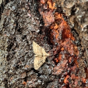 Phrissogonus laticostata at Murrumbateman, NSW - 3 Jan 2021