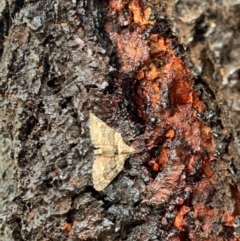 Phrissogonus laticostata (Apple looper moth) at Murrumbateman, NSW - 3 Jan 2021 by SimoneC