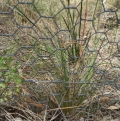 Poa sieberiana at Hackett, ACT - 8 Jan 2021