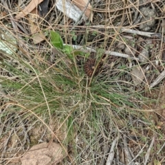 Poa sieberiana at Hackett, ACT - 8 Jan 2021 03:26 PM