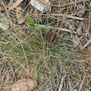 Poa sieberiana at Hackett, ACT - 8 Jan 2021