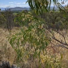 Acacia implexa (Hickory Wattle, Lightwood) at Hackett, ACT - 8 Jan 2021 by abread111