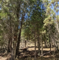 Callitris endlicheri (Black Cypress Pine) at Mount Majura - 8 Jan 2021 by abread111