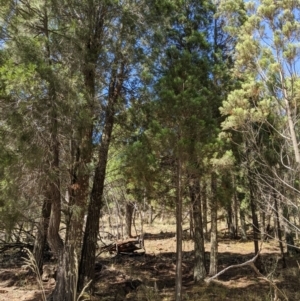 Callitris endlicheri at Hackett, ACT - 8 Jan 2021