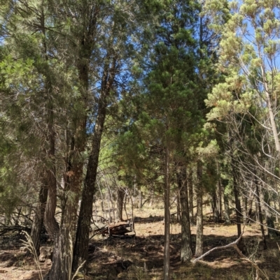 Callitris endlicheri (Black Cypress Pine) at Mount Majura - 8 Jan 2021 by abread111