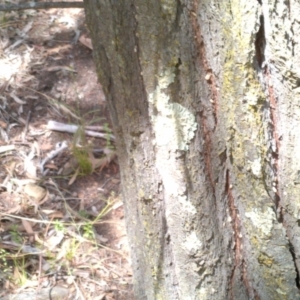 Callitris endlicheri at Hackett, ACT - 8 Jan 2021