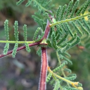 Sextius virescens at Murrumbateman, NSW - 8 Jan 2021