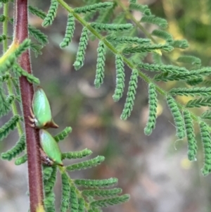 Sextius virescens at Murrumbateman, NSW - 8 Jan 2021