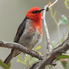 Myzomela sanguinolenta (Scarlet Honeyeater) at Pialligo, ACT - 7 Jan 2021 by patrickcox