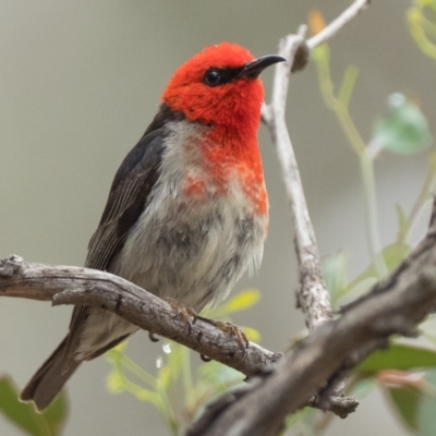 Myzomela sanguinolenta (Scarlet Honeyeater) at Pialligo, ACT - 8 Jan 2021 by patrickcox