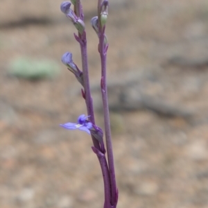 Lobelia gibbosa at Gundaroo, NSW - 7 Jan 2021