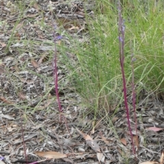 Lobelia gibbosa at Gundaroo, NSW - 7 Jan 2021