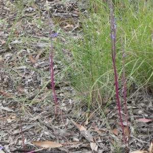 Lobelia gibbosa at Gundaroo, NSW - suppressed