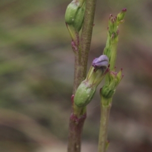 Lobelia gibbosa at Gundaroo, NSW - 19 Dec 2020