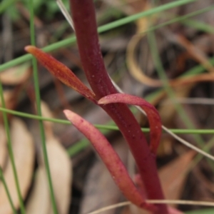 Lobelia gibbosa at Gundaroo, NSW - 19 Dec 2020