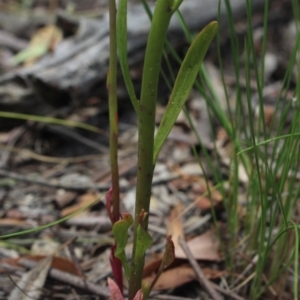 Lobelia gibbosa at Gundaroo, NSW - suppressed