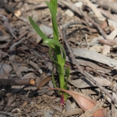 Lobelia gibbosa (Tall Lobelia) at MTR591 at Gundaroo - 13 Oct 2020 by MaartjeSevenster