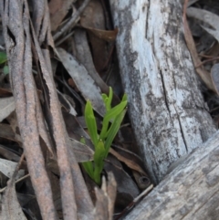 Lobelia gibbosa (Tall Lobelia) at Gundaroo, NSW - 21 Sep 2020 by MaartjeSevenster