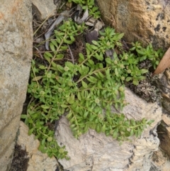 Centipeda elatinoides at Currawang, NSW - 6 Jan 2021