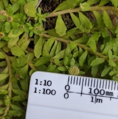 Centipeda elatinoides at Currawang, NSW - 6 Jan 2021