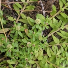 Centipeda elatinoides at Currawang, NSW - 6 Jan 2021