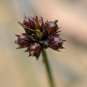 Juncus planifolius at Currawang, NSW - suppressed