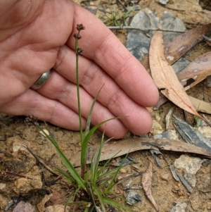 Juncus planifolius at Currawang, NSW - suppressed