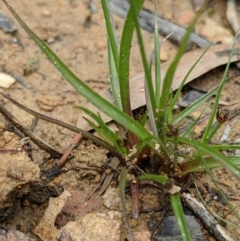 Juncus planifolius at Currawang, NSW - suppressed