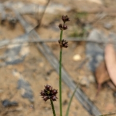 Juncus planifolius at Currawang, NSW - 6 Jan 2021