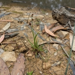 Juncus planifolius at Currawang, NSW - suppressed