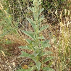Verbascum thapsus subsp. thapsus (Great Mullein, Aaron's Rod) at Cook, ACT - 4 Jan 2021 by drakes