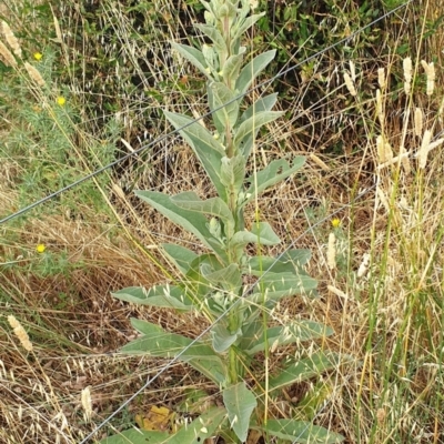 Verbascum thapsus subsp. thapsus (Great Mullein, Aaron's Rod) at Cook, ACT - 4 Jan 2021 by drakes