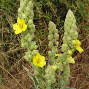Verbascum thapsus subsp. thapsus at Cook, ACT - 4 Jan 2021