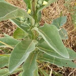 Verbascum thapsus subsp. thapsus at Cook, ACT - 4 Jan 2021 09:15 AM