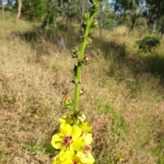 Verbascum virgatum (Green Mullein) at Cook, ACT - 25 Nov 2020 by drakes