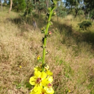 Verbascum virgatum at Cook, ACT - 26 Nov 2020 08:21 AM