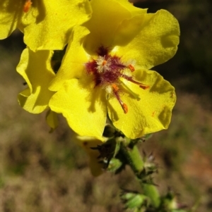 Verbascum virgatum at Cook, ACT - 26 Nov 2020 08:21 AM