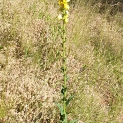 Verbascum virgatum at Cook, ACT - 26 Nov 2020 08:21 AM