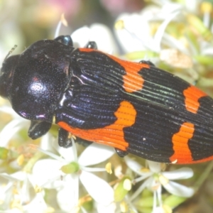 Castiarina bremei at Barton, ACT - suppressed