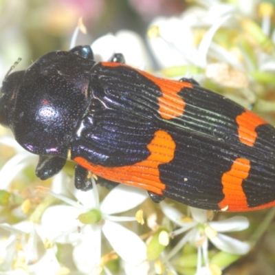 Castiarina bremei (A jewel beetle) at Lake Burley Griffin Central/East - 7 Jan 2021 by Harrisi