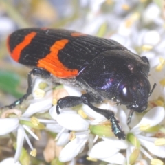 Castiarina bremei at Barton, ACT - suppressed