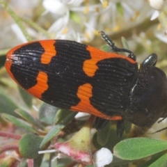 Castiarina bremei at Barton, ACT - suppressed