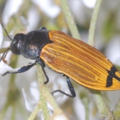 Castiarina balteata (A jewel beetle) at Red Hill, ACT - 7 Jan 2021 by Harrisi