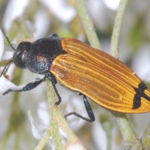 Castiarina balteata at Red Hill, ACT - 7 Jan 2021 11:14 PM